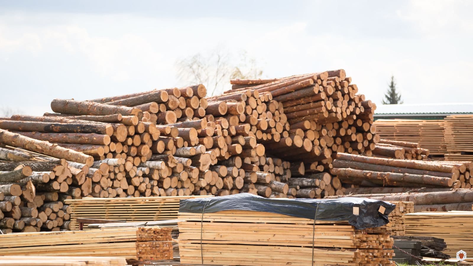 Filière bois en France